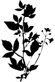 vadelma