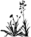 voikukka horsma